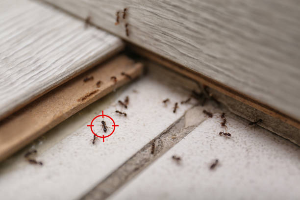 Bird Control in Wind Point, WI