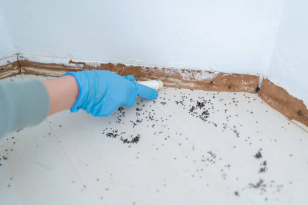 Best Flea Control Services  in Nd Point, WI